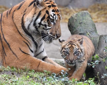 Pacchetto Discover Rome con colazione inclusa e biglietto per il Bioparco di Roma