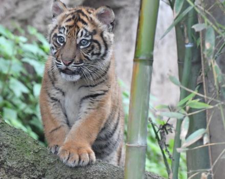 Pacchetto Discover Rome con colazione inclusa e biglietto per il Bioparco di Roma